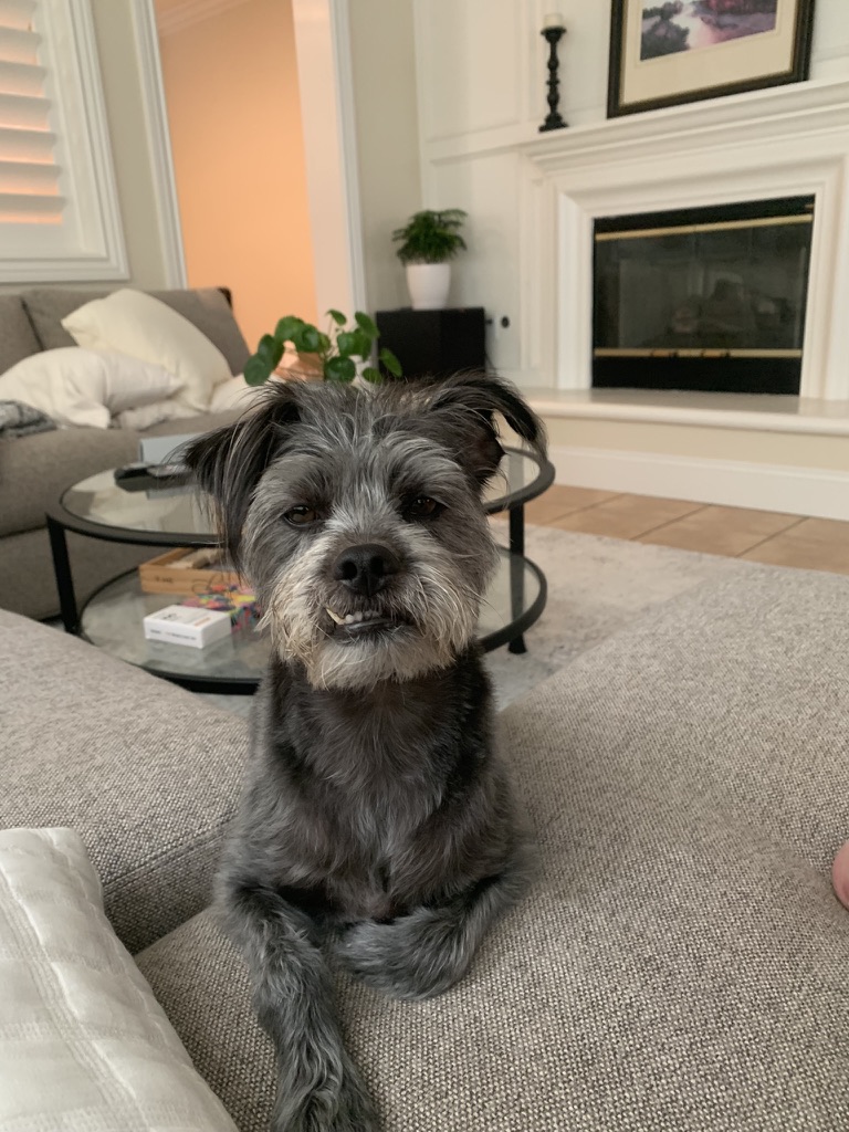 picture of my dog, Nyx