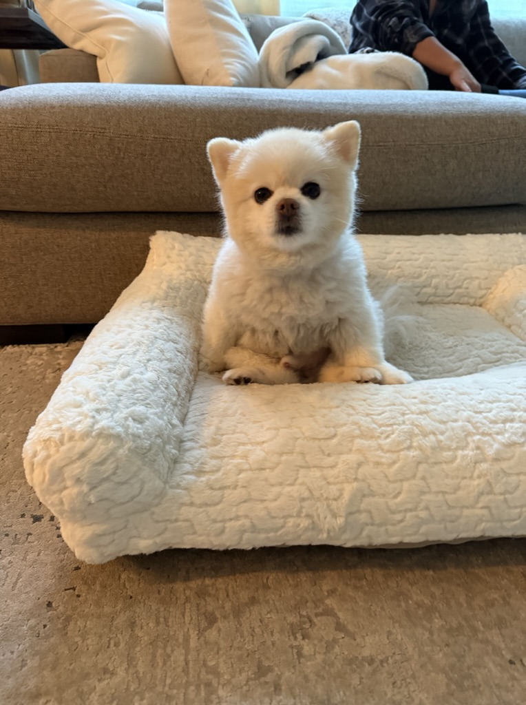 picture of my aunt's dog, Sushi